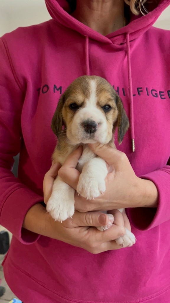 De L'esprit Du Carbonado - Chiot disponible  - Beagle