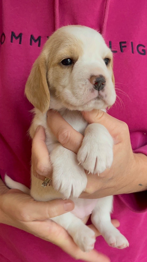 De L'esprit Du Carbonado - Chiot disponible  - Beagle