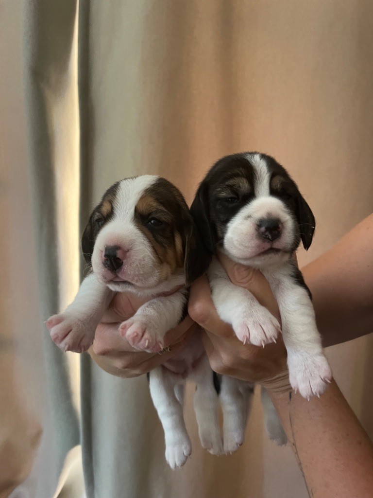 chiot Beagle De L'esprit Du Carbonado