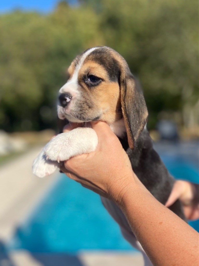 De L'esprit Du Carbonado - Chiot disponible  - Beagle