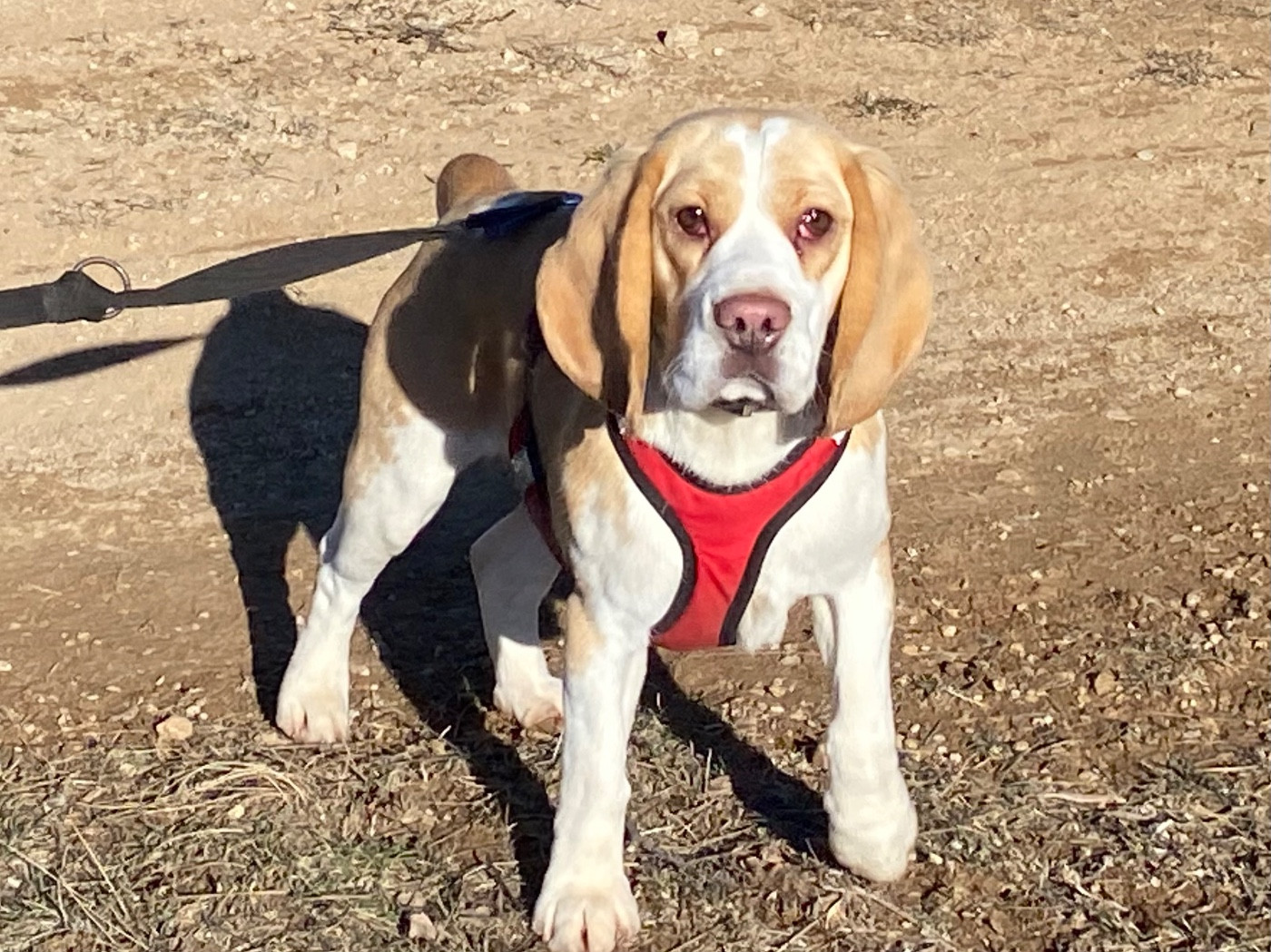 Vénus du Rallie Sainte Baume