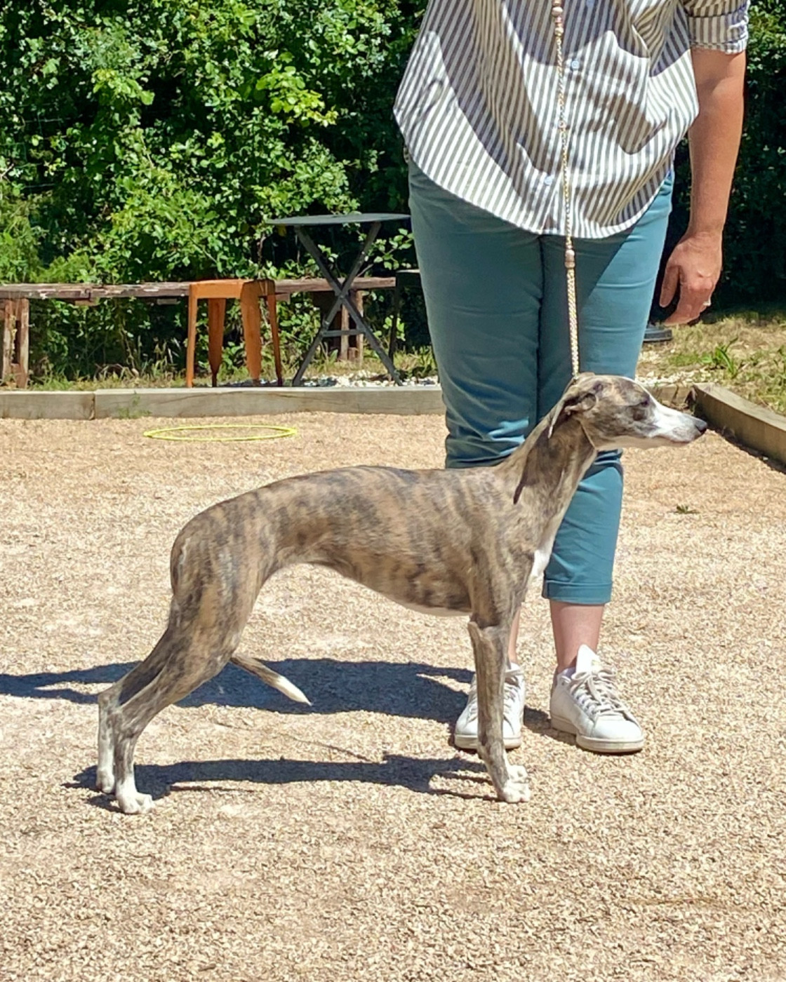 Arletty du domaine des Chojnacki