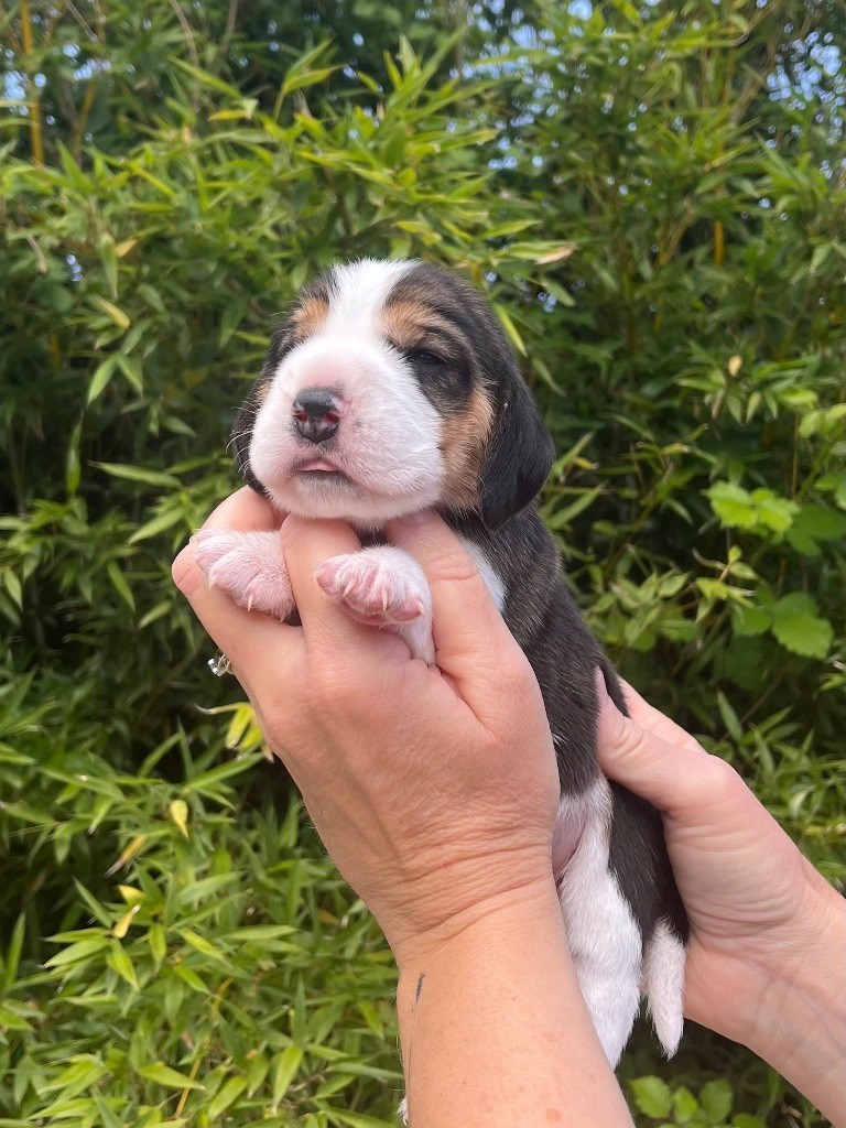 De L'esprit Du Carbonado - Chiots disponibles - Beagle
