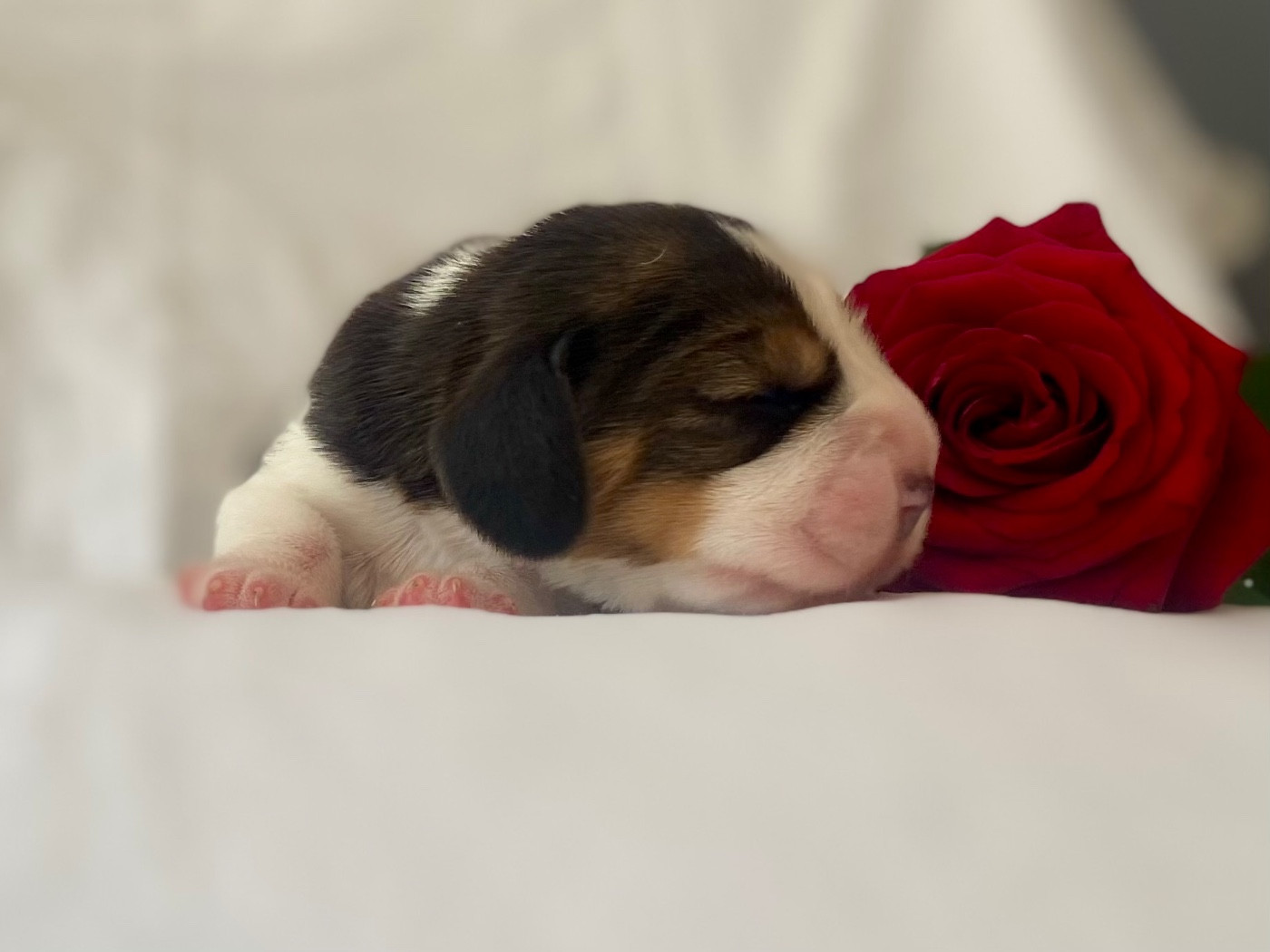 Chiot Beagle De L'esprit Du Carbonado