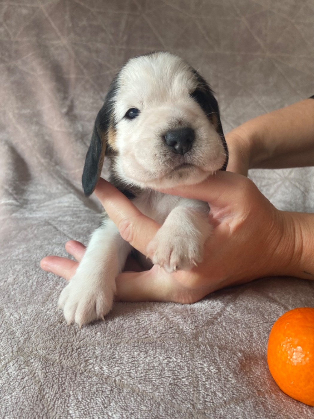 De L'esprit Du Carbonado - Chiots disponibles - Beagle