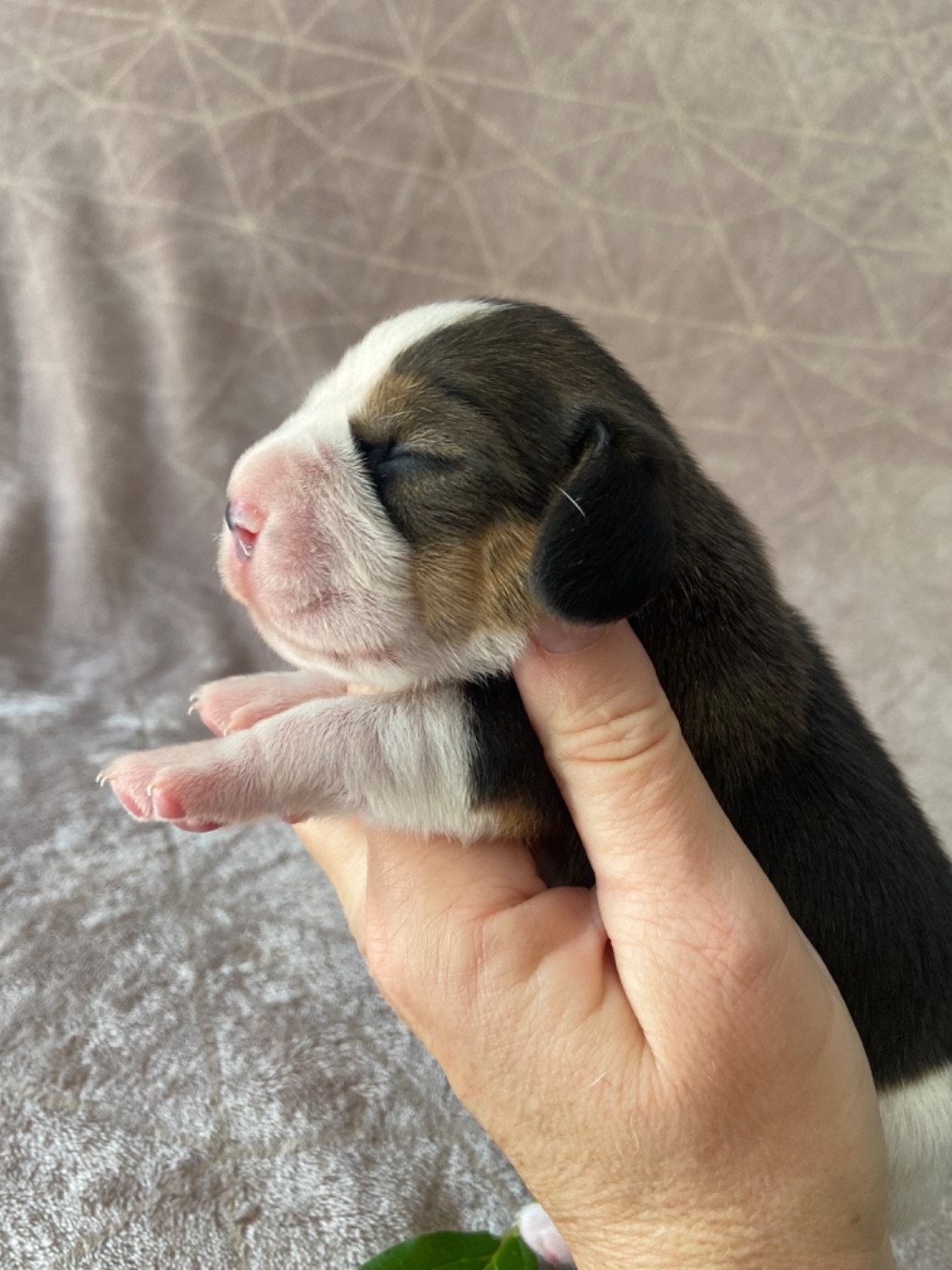 De L'esprit Du Carbonado - Chiots disponibles - Beagle