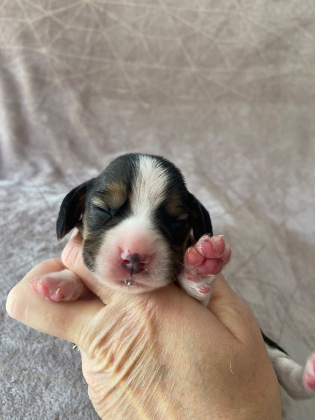 De L'esprit Du Carbonado - Chiots disponibles - Beagle