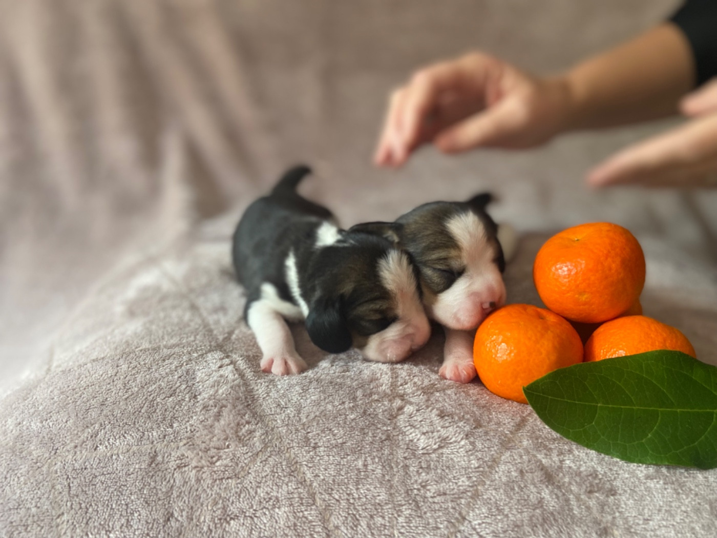 De L'esprit Du Carbonado - Beagle - Portée née le 01/11/2025
