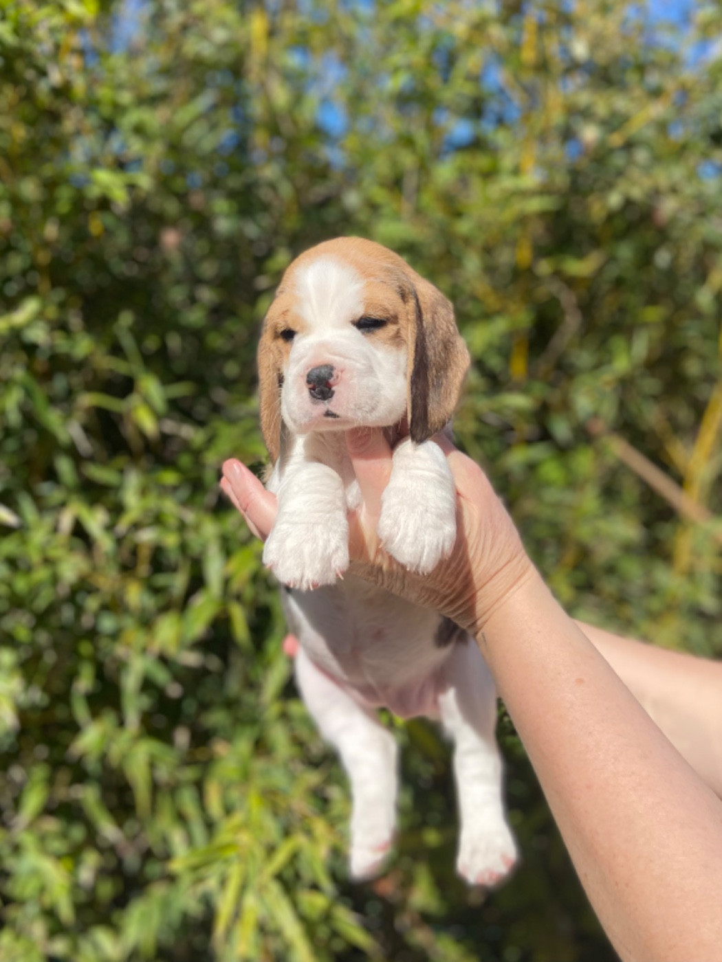De L'esprit Du Carbonado - Chiots disponibles - Beagle