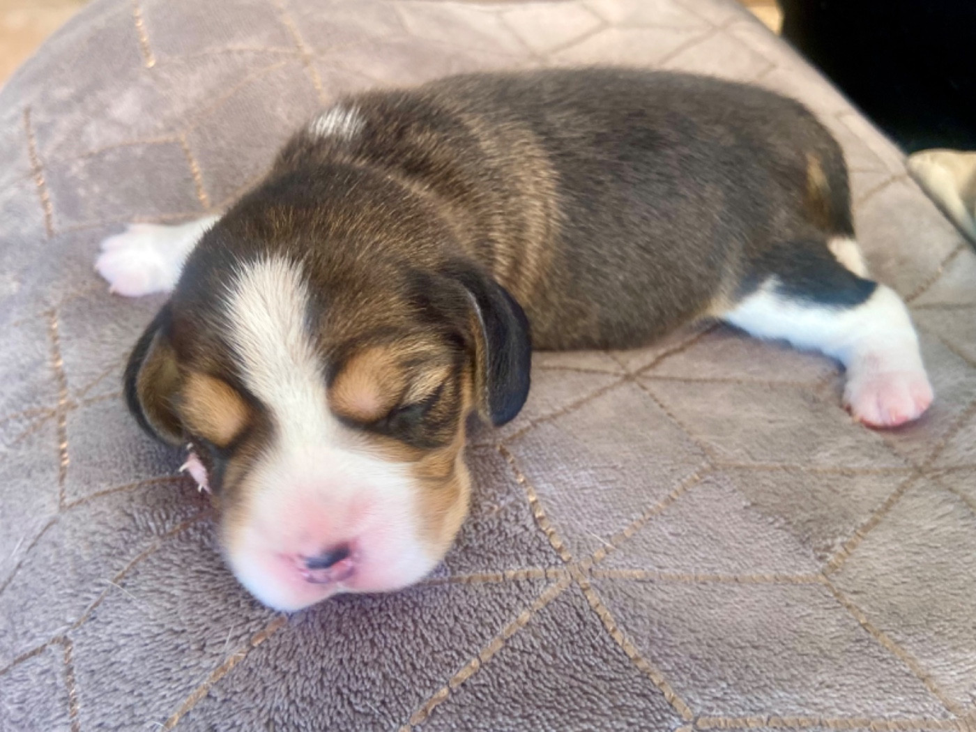 De L'esprit Du Carbonado - Chiots disponibles - Beagle
