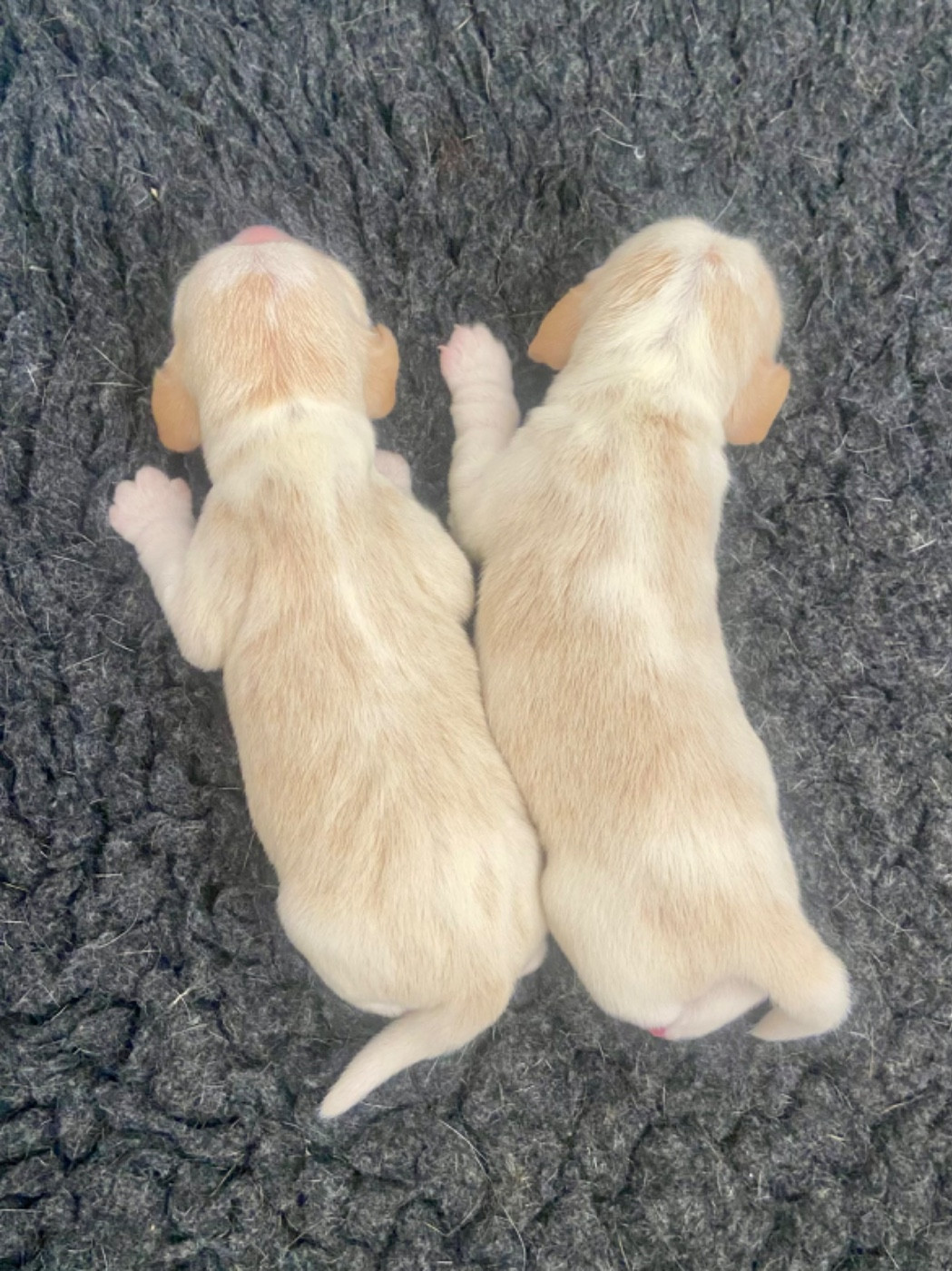 De L'esprit Du Carbonado - Chiots disponibles - Beagle