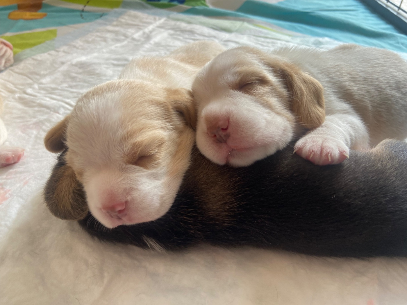 De L'esprit Du Carbonado - Chiots disponibles - Beagle