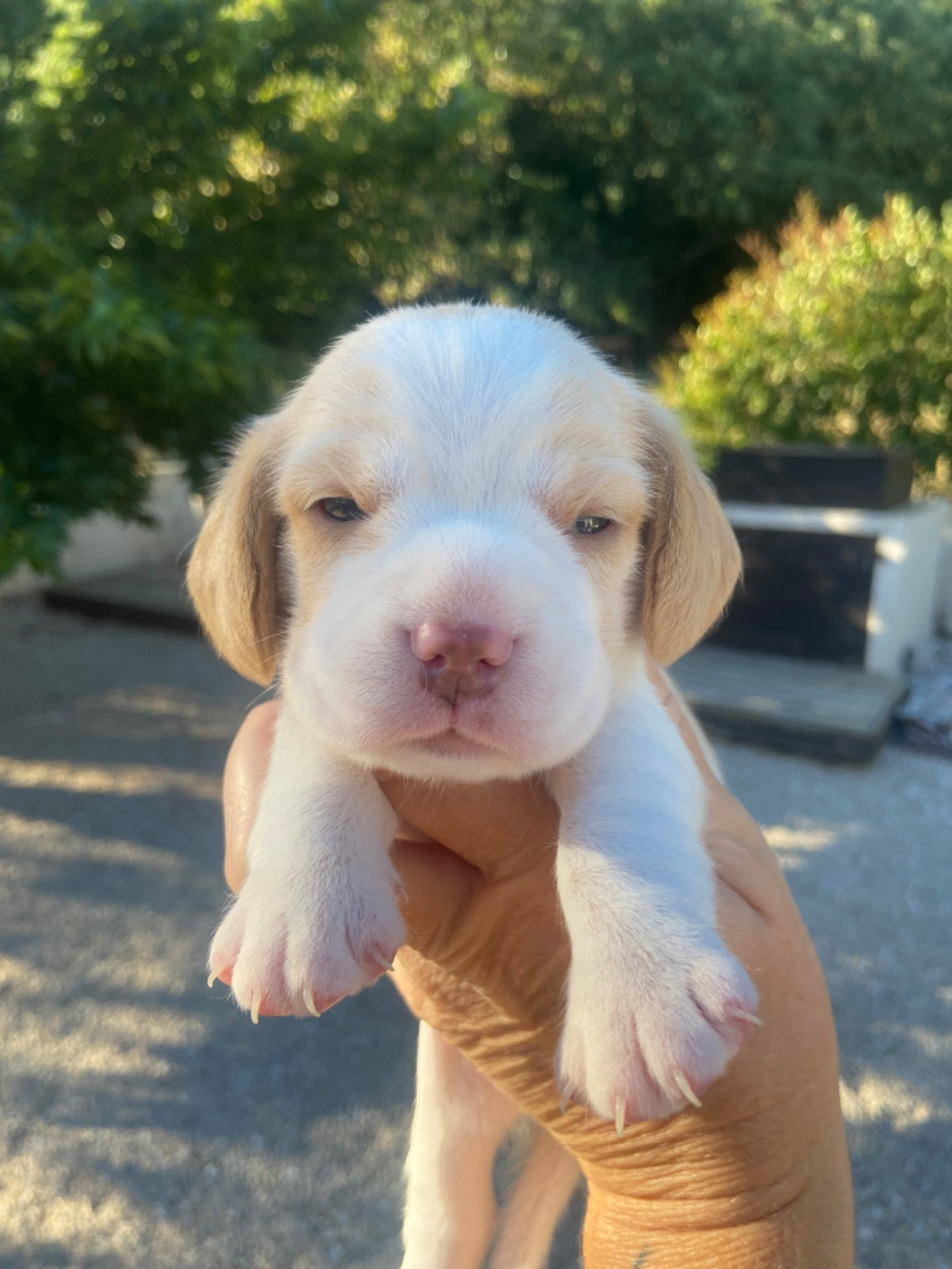 De L'esprit Du Carbonado - Chiots disponibles - Beagle