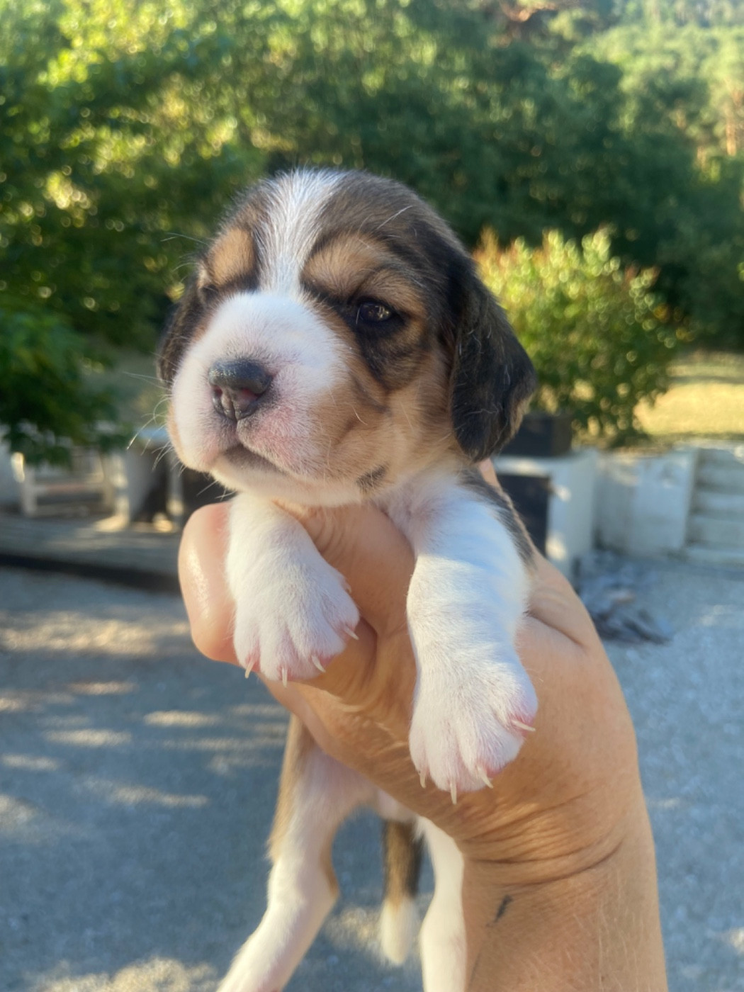 De L'esprit Du Carbonado - Chiots disponibles - Beagle