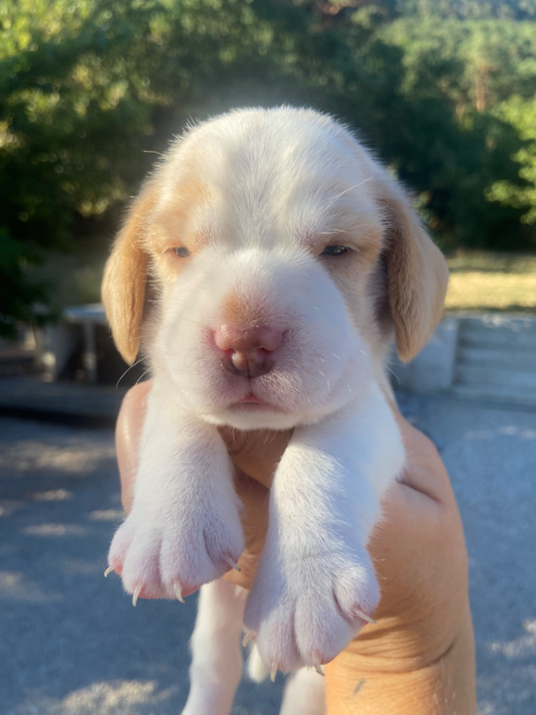 De L'esprit Du Carbonado - Chiots disponibles - Beagle