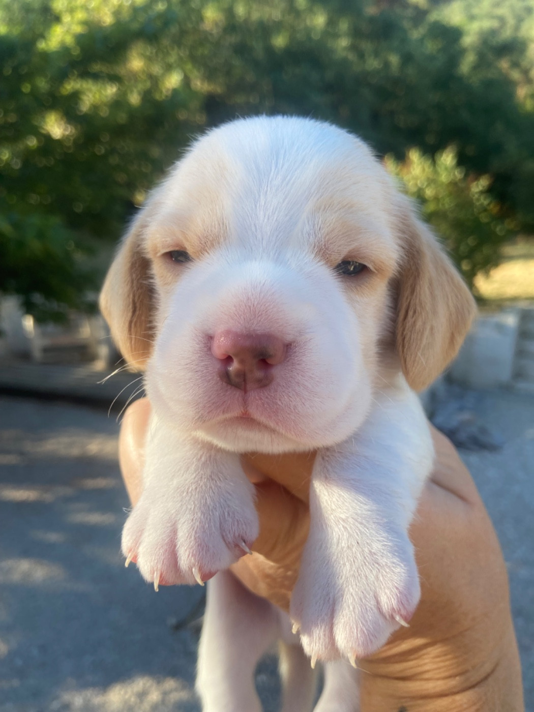 De L'esprit Du Carbonado - Chiots disponibles - Beagle