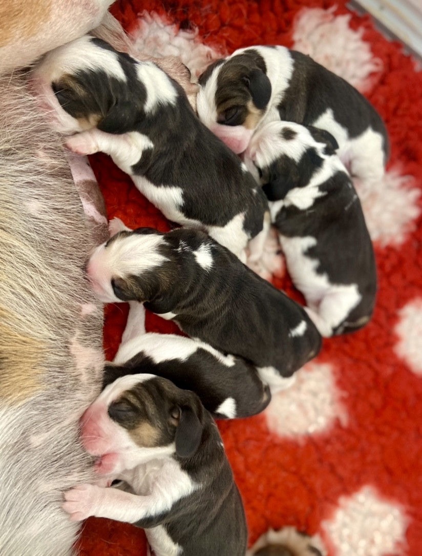 De L'esprit Du Carbonado - Chiots disponibles - Beagle