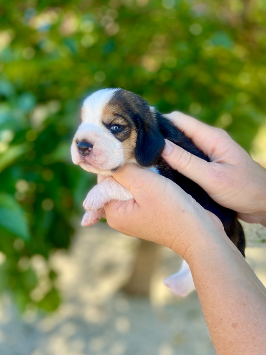 De L'esprit Du Carbonado - Chiots disponibles - Beagle