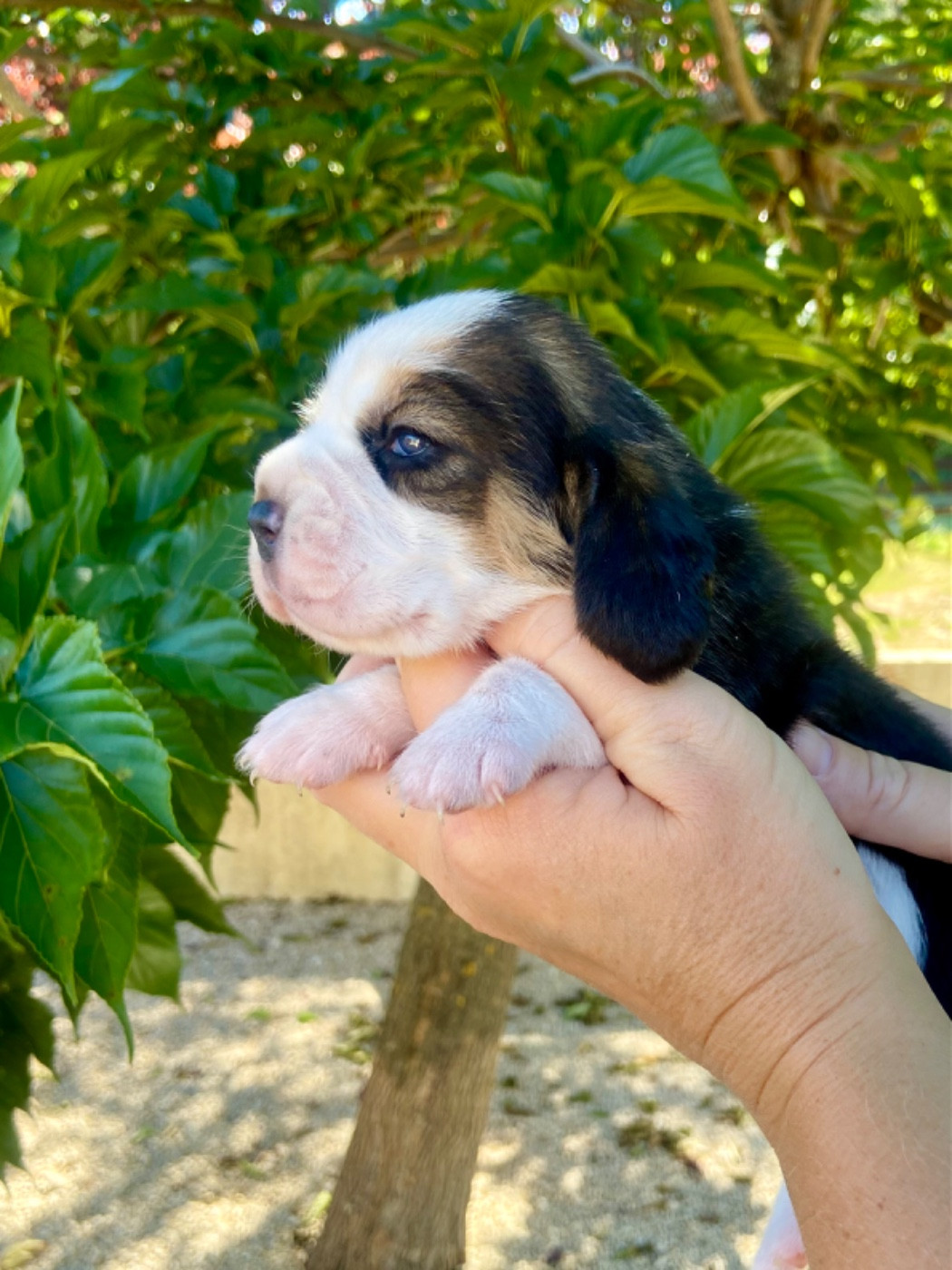 De L'esprit Du Carbonado - Chiots disponibles - Beagle