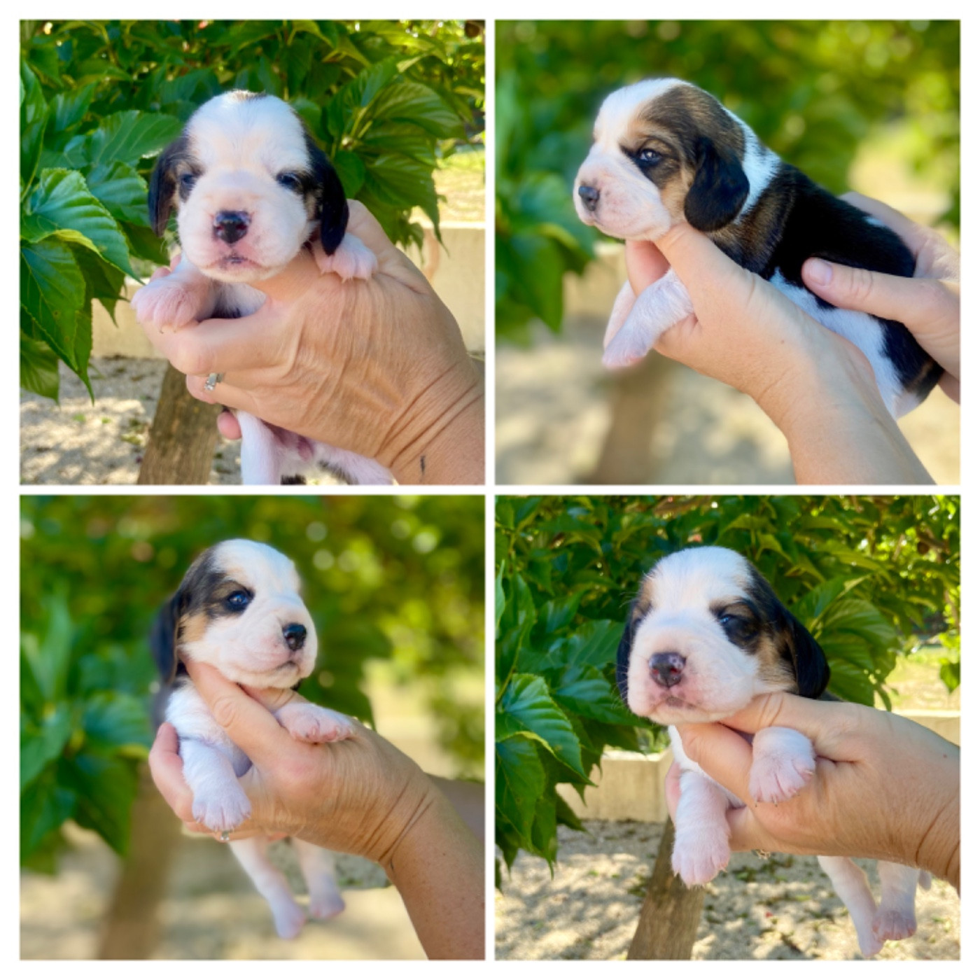 De L'esprit Du Carbonado - Chiots disponibles - Beagle
