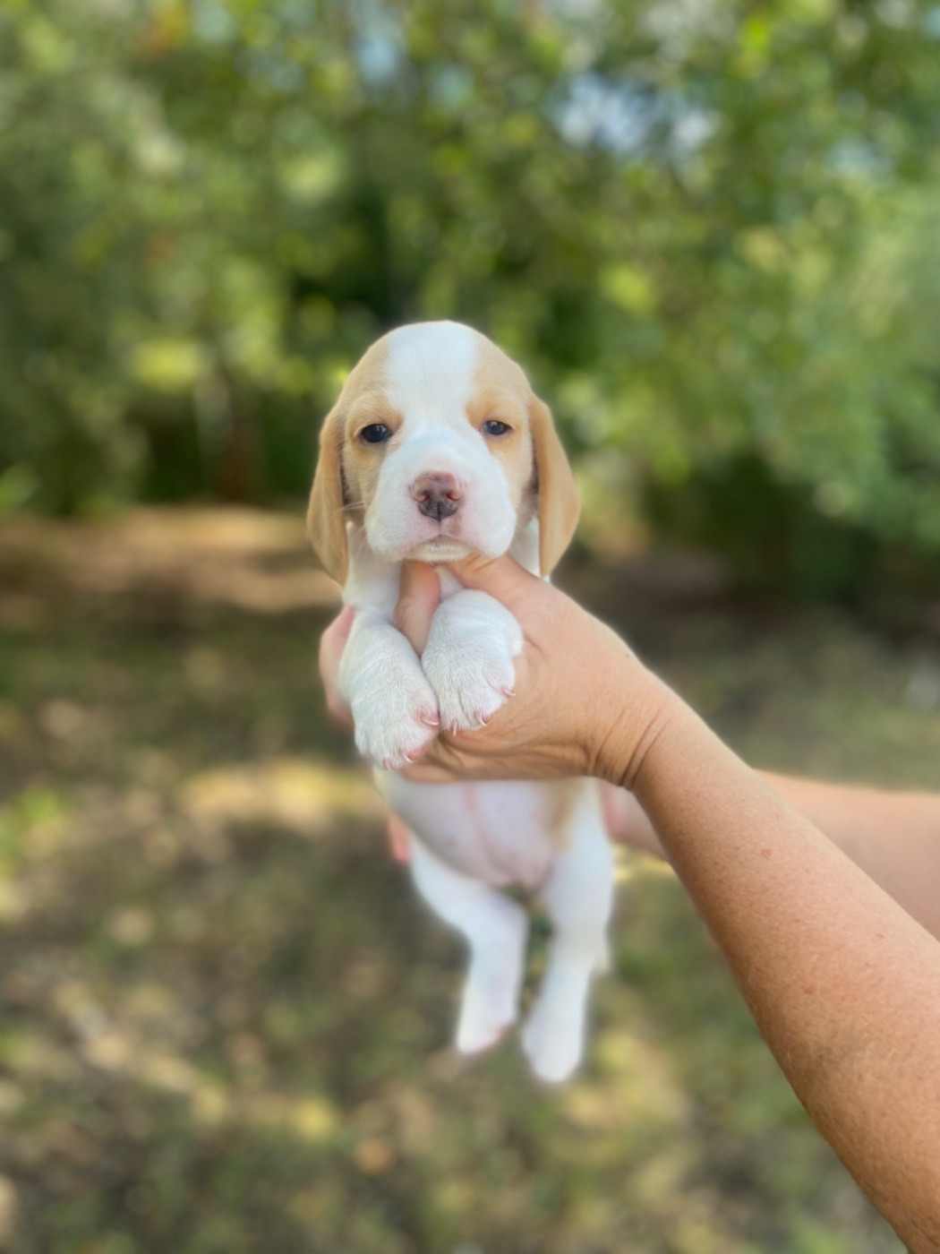 De L'esprit Du Carbonado - Chiots disponibles - Beagle