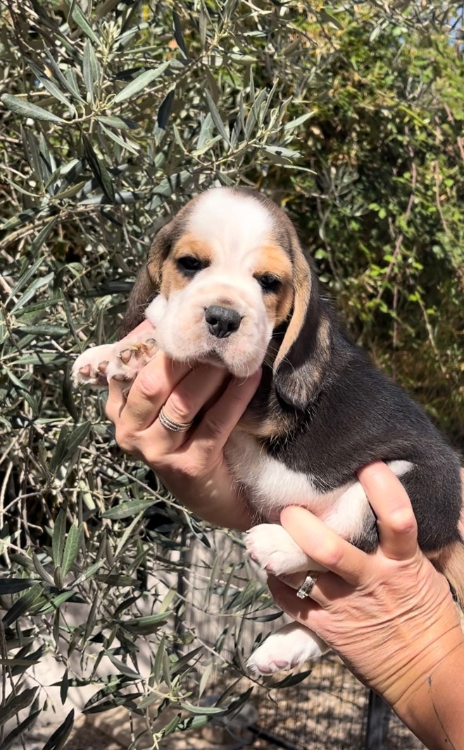 De L'esprit Du Carbonado - Chiots disponibles - Beagle