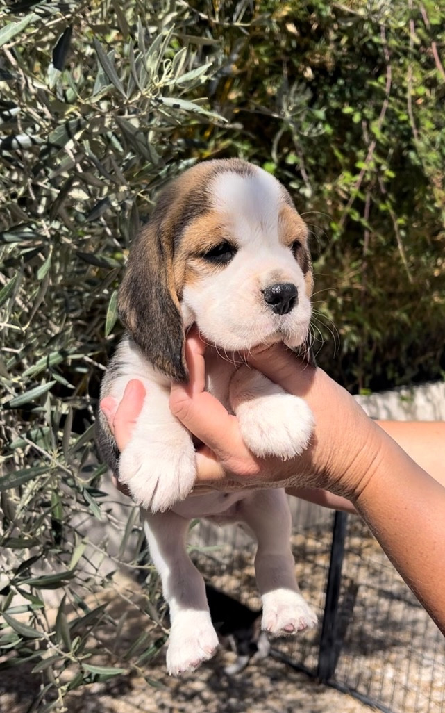 De L'esprit Du Carbonado - Chiots disponibles - Beagle