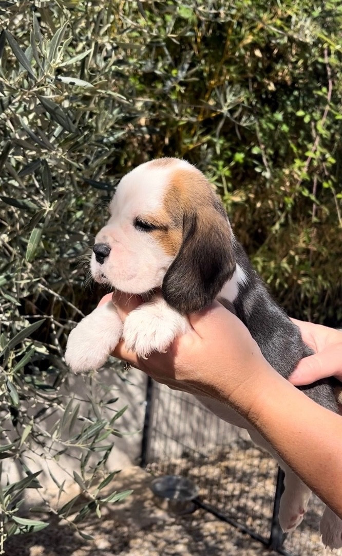 De L'esprit Du Carbonado - Chiots disponibles - Beagle