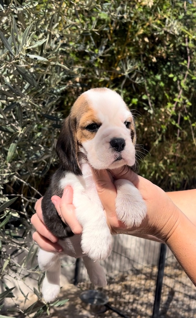 De L'esprit Du Carbonado - Beagle - Portée née le 10/08/2026