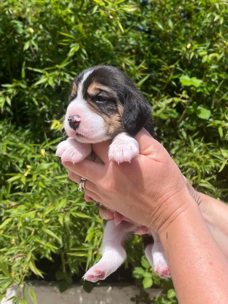 De L'esprit Du Carbonado - Chiots disponibles - Beagle