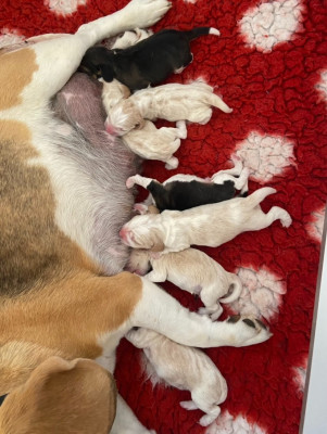 CHIOT 6