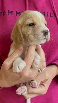 CHIOT 1