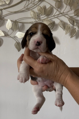 CHIOT 2