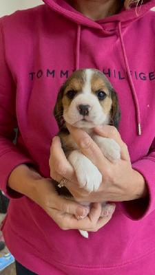 CHIOT 4
