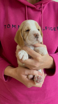 CHIOT 6
